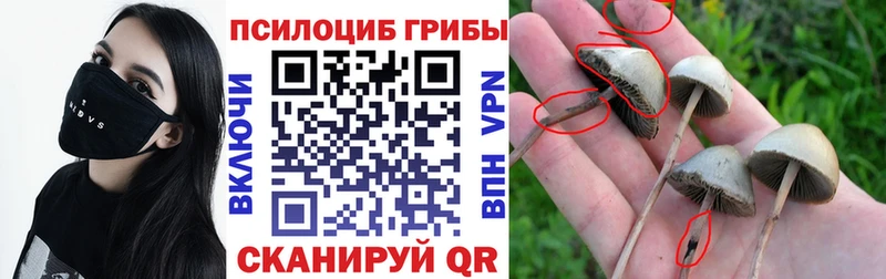 MEGA ссылка  Свирск  Псилоцибиновые грибы Psilocybine cubensis 